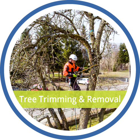 Professional Tree Trimming & Removal by Suncovia | Expert Arborist Service for Safe and Efficient Tree Care