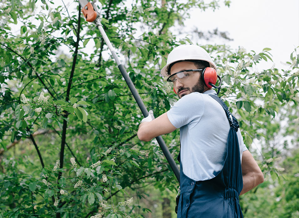 Professional tree trimming by Suncovia, ensuring safe and efficient removal for optimal property maintenance and solar panel performance.