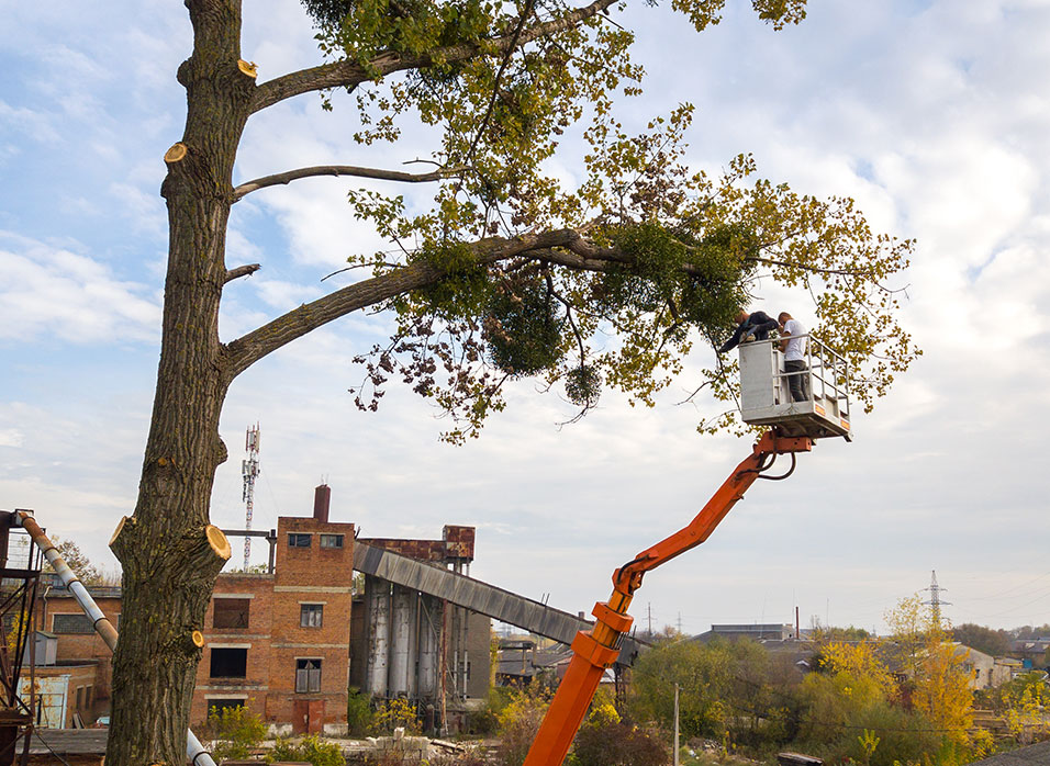 Suncovia Tree Trimming Services | Professional Tree Removal and Maintenance for Safety and Aesthetics